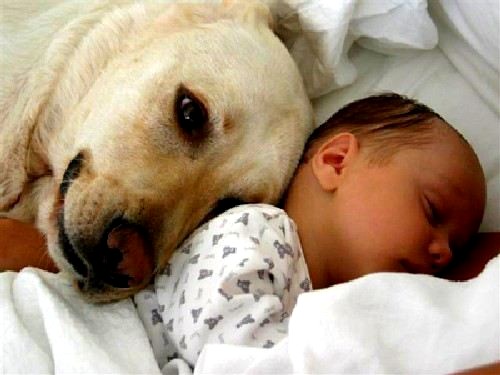 dog-and-baby.jpg